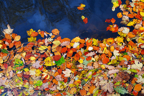 Autumn Leaves Elland 01112025 - DSCF1355
