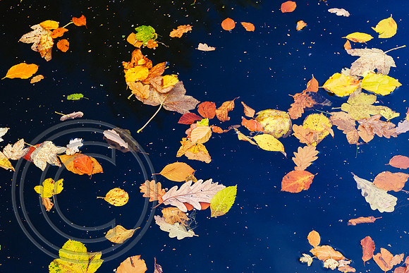 Leaves on the Calder and Hebble Navigation Elland 01112025 - DSCF1324