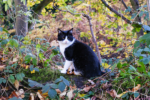 Moggy Elland 01112025 - DSCF1314