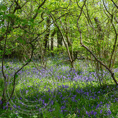 Bluebells Harmans Cross 07052022 - DSCF4461